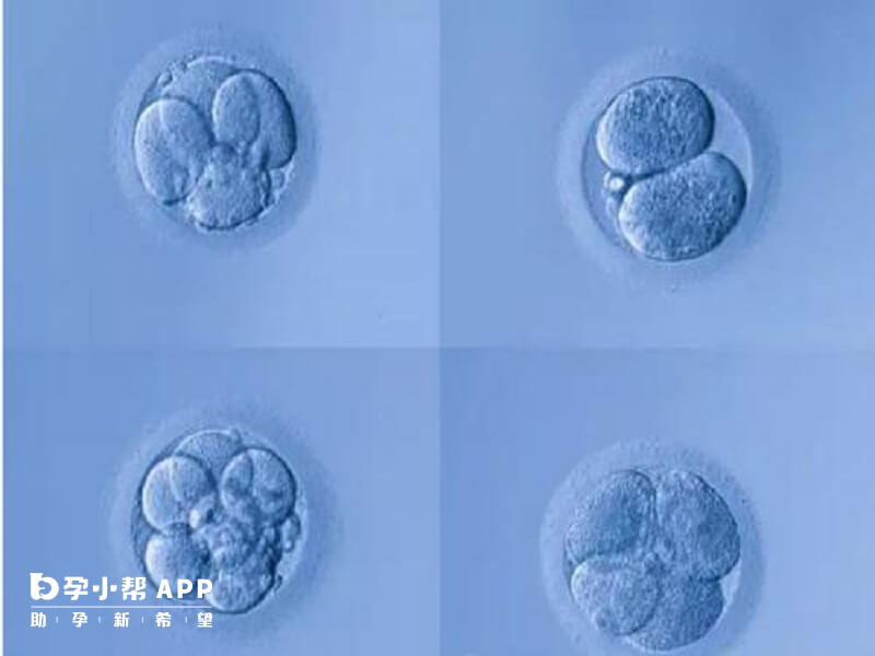 囊胚等级的评分标准