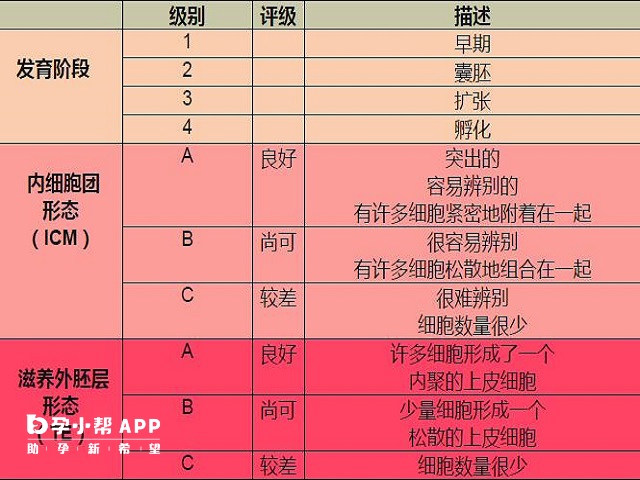 囊胚等级的划分标准